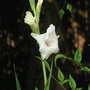 Gladiolus