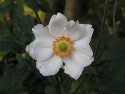 Japanese Anenome