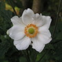 Japanese Anenome