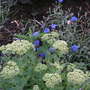 Cornflowers