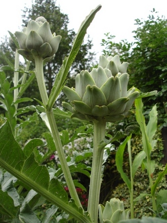 Globe artichoke (Cynara cardunculus)