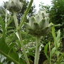 Cynara cardunculus
