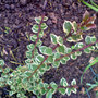 myrtle (varigated) (Myrtus communis)