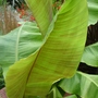 Musa Basjoo (Musa Basjoo)