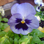 viola