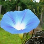 Morning glory (Ipomoea purpurea (Morning glory))
