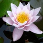 Water lily on lower pond. (Nymphaea alba (Nenufar Blanco))