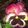 viola