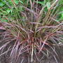 Pennisetum rubrum 'Dwarf' (Pennisetum rubrum 'Dwarf')