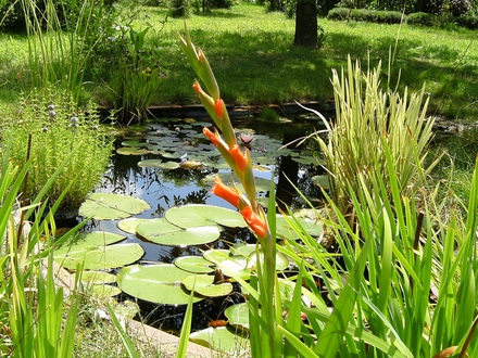 Lower garden pond with glad in foreground.