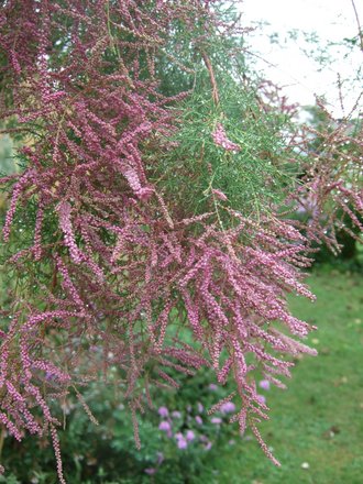 Tamarisk in flower. (Tamarix ramosissima (Saltcedar))