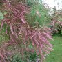 Tamarix ramosissima (Saltcedar)