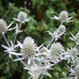 Eryngium (Eryngium (Sea Holly))
