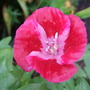 Godetia bloom in the rain. (Godetia)