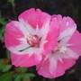 Godetia blooms. (Godetia)