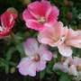 More Godetias. (Godetia)