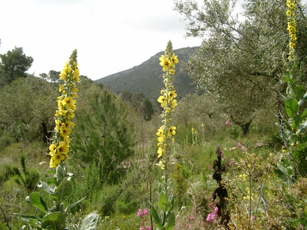 Wild verbascum (Verbascum olympicum (Greek Mullein))