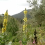 Wild verbascum (Verbascum olympicum (Greek Mullein))