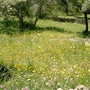 Fritillaria affinis