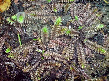 leptinella squalida 'platts black' (Leptinella squalida)
