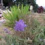 Purple flower (Scabiosa atropurpurea (Pincushion flower))