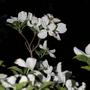 A garden flower photo (Kousa Dogwood)