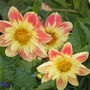 Dahlia