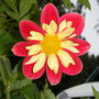 harlequin dahlia