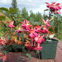 fuschia