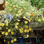 bidens