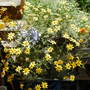 Bidens