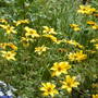 Bidens
