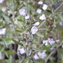 savory blooms