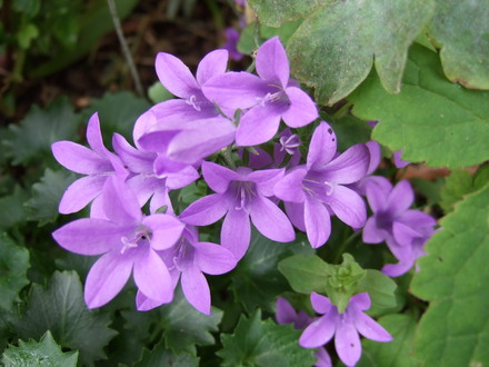 Campanula portenschlagiana (Campanula portenschlagiana)