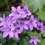 Campanula portenschlagiana