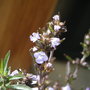 savory blooms