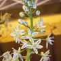 sea onion bloom (Urginea maritima (Adasogani))