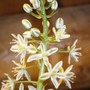 sea onion bloom (Urginea maritima (Adasogani))
