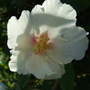 Philadelphus flower (Philadelphus)
