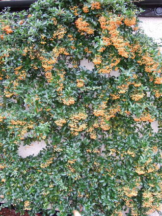 Pyracantha in the back garden (Pyracantha)