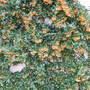 Pyracantha