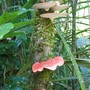 Fungi