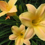 daylilies (hemerocallis)