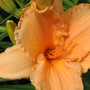 daylily 'Dollhouse' (hemerocallis)