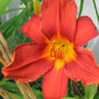 daylily (hemerocallis)