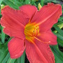 daylily (hemerocallis)