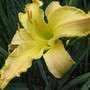 daylily (hemerocallis)
