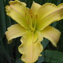 daylily (hemerocallis)
