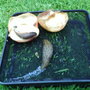 Slugs