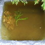 wild life pond